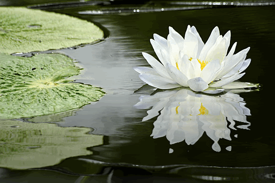 Lotus Pond